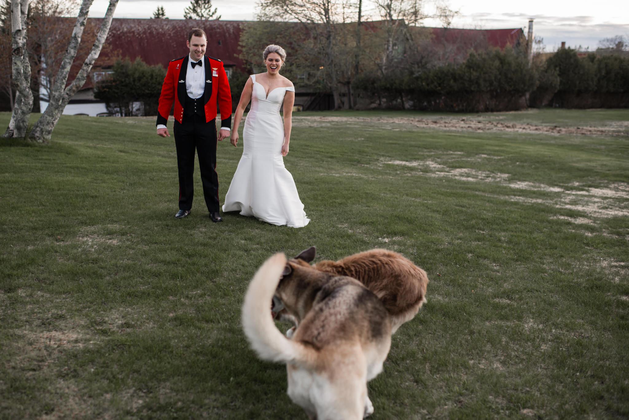 690-dogs-at-wedding-new-brunswick-st-andrews-by-the-sea-algonquin.jpg
