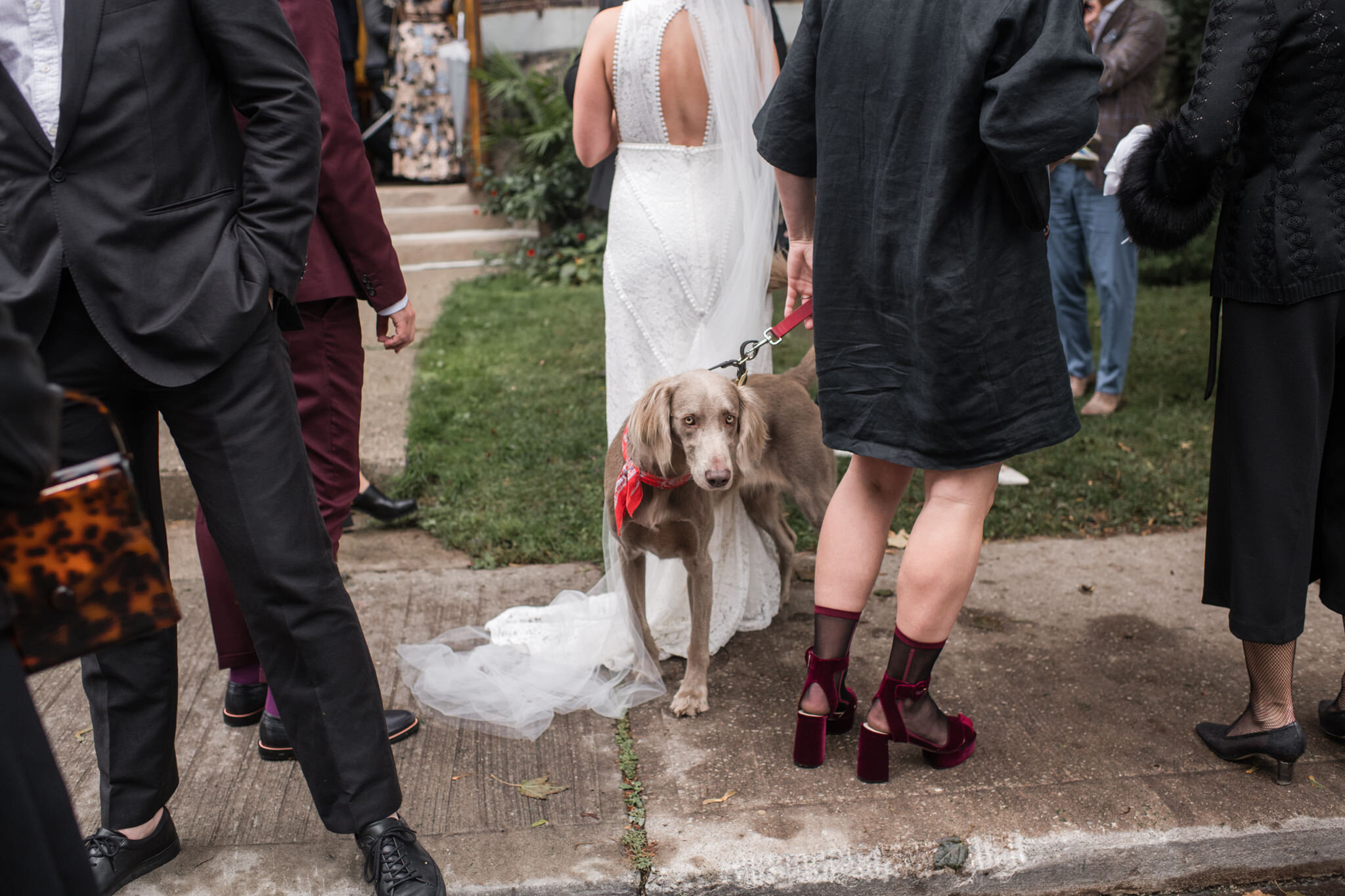 900-dogs-at-wedding-friends-toronto-wedding-puppy-dog-city-restaurant-brewery.jpg